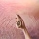 Clitoral Vibrator LELO - Dot Cruise Peach❤️Lelo